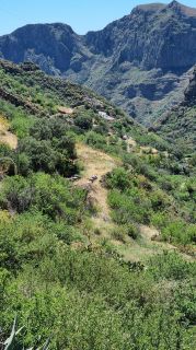 2023-04-GranCan-Guayadeque-059.jpg